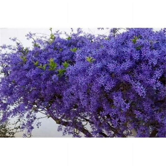 Danita Delimont PDDAF42LEN0144B Plumbago Shrub Paul Krugers House Pretoria Gauteng South Africa Poster Print by Lisa S. Engelbrecht, 18 x 12