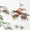 thumbnail image 3 of Perfect Plants Orangeola Japanese Maple Tree 1 Gallon, 3 of 6