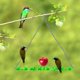 thumbnail image 5 of Alimentador De Pájaros Colgante Alimentador De Colibrí Horizontal Para Decoración De Jardín Scienceny PT002198-00, 5 of 6
