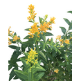 thumbnail image 3 of Orange Night Blooming Jasmine Plant Live Cestrum Aurantiacum Plant Jasmines Flowers Bush Orange Flowering Jasmine Shurb Plant 5-8"Tall, 3 of 6