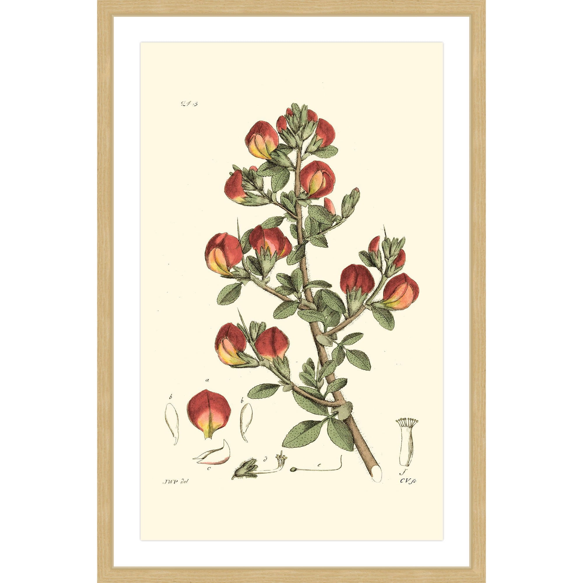 "Antique Floral I" Framed Painting Print