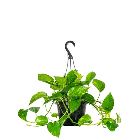 6 inch Golden Pothos - Beautiful Variegated Foliage - Long Trailing Vines