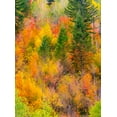 thumbnail image 2 of Gulin, Sylvia 19x24 White Modern Wood Framed Museum Art Print Titled - USA-Idaho-Highway 36 west of Liberty and hillsides covered with Canyon Maple and Aspens in autumn, 2 of 4