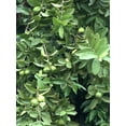 Guava Tree 8” With Pot Tropical Live Plant Guava Fruit Tree Ready To