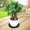 thumbnail image 4 of RENACLIPY 2Ud Ceramic Plant Saucers for Indoors Black Durable for Collecting Water and Soil Spills, 4 of 6