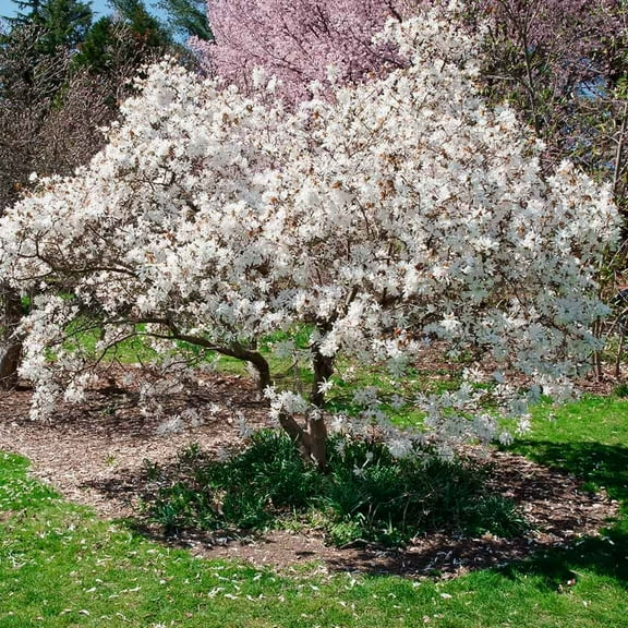 Brighter Blooms - Royal Star Magnolia Tree, 2-3 ft. - No Shipping To AK, AZ, HI, OR