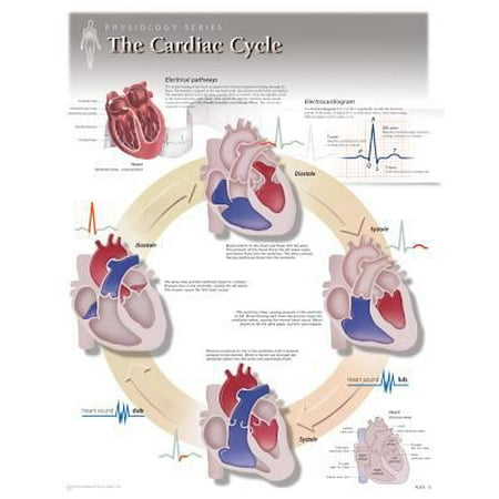 The Cardiac Cycle Wall Chart: 8140