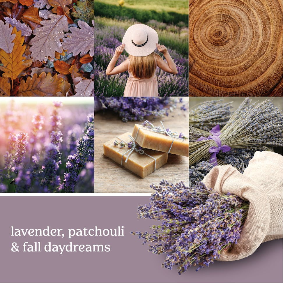 Yankee Candle Dried Lavender & Oak Scenterpiece Easy MeltCup (Pack of 6)