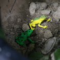 thumbnail image 2 of (For 3-6 years)12Pcs Educational Realistic Amphibians Action Figures Play Set Frogs Models Party Model Decorations Toys, 2 of 14