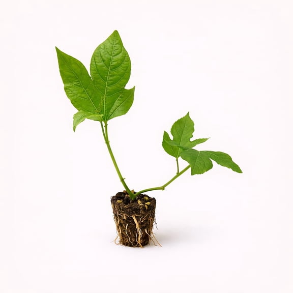 PLANT NOOK Sweet Sunrise Golden Passion Fruit Live Plant Starter Plug 2-Pack | Passiflora edulis Vine | Golden Fruiting Passionfruit for Trellis, Fence & Full Sun