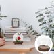 thumbnail image 2 of Clear Preserved Flower Glass Dome Display Dome Transparent Glass Dome with Wooden Base, 2 of 4