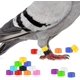 thumbnail image 1 of Anillo de plástico para pata de Paloma, 100 Uds., anillos de identificación de Paloma para loro, codorniz, pinzón, canario, aves de corral, anillos para patas, pinzas para pato ZefeiWu 8390614873513, 1 of 1