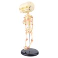 thumbnail image 3 of HLONK Human Baby Deformed for Head Skull Research Model Skeleton Anatomical Brain Anatomy Teaching Study Display, 3 of 11