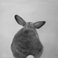 thumbnail image 3 of Atelier B Art Studio 20x20 Black Modern Framed Museum Art Print Titled - LITTLE RABBIT FROM BEHIND, 3 of 5