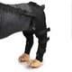 thumbnail image 3 of Double Rear Leg Protection Dog Knee Brace For Acl Knee Cap Dislocation Arthritis Keeps The Joint Warm Extra Support, 3 of 5