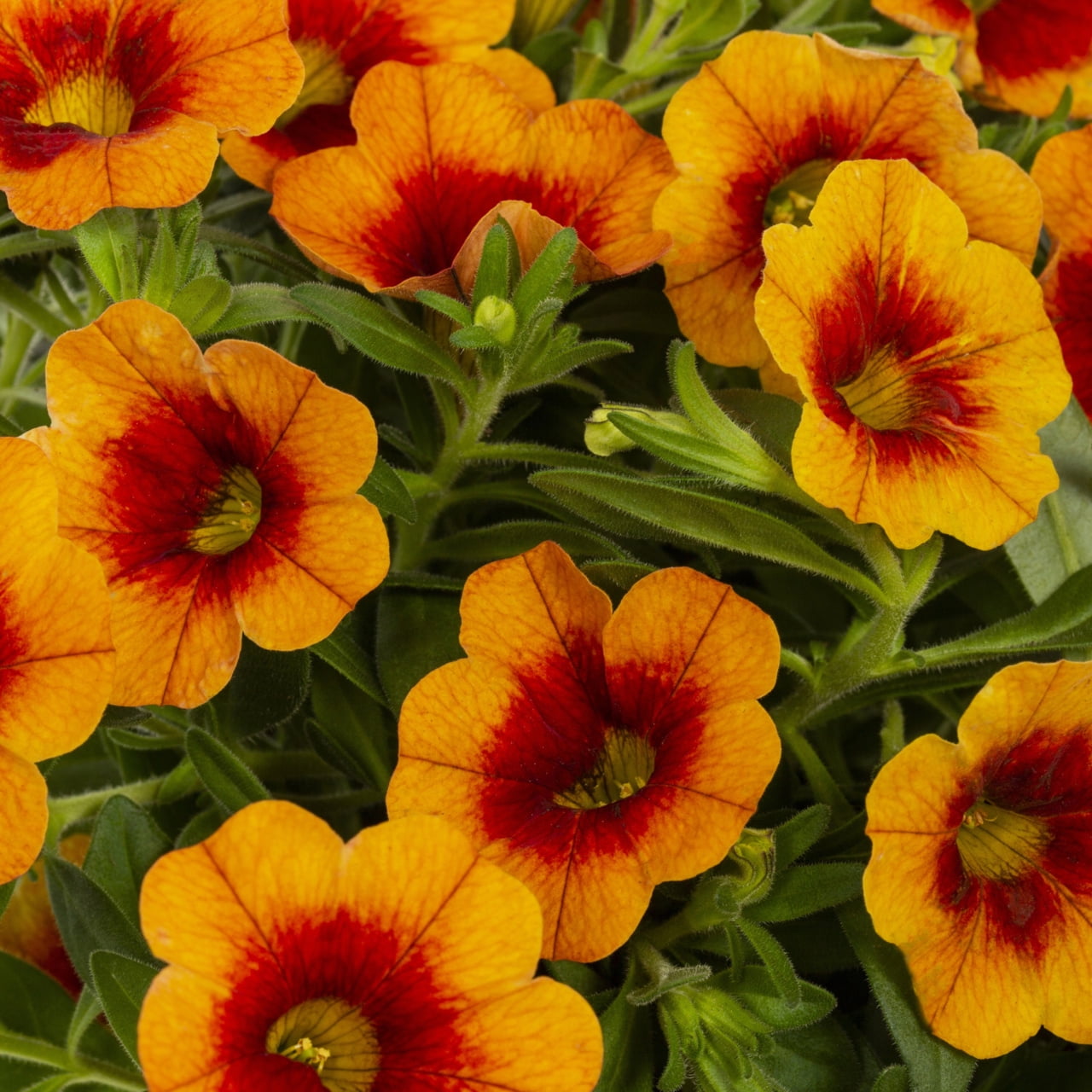 Better Homes & Gardens 1.5PT Orange Calibrachoa Live Annual Plant Sun 5-Pack