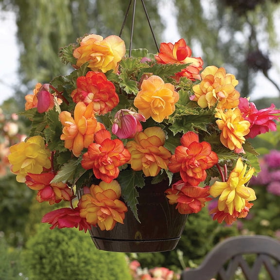 Van Zyverden Hanging Basket Begonias Golden Balcony Set of 3 Bulbs Multicolor Full Shade