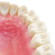 Typodont Teeth Model-Dental Assistant Accessories,Standard Study Teaching Dental Mode with All Removable Teeth,Dental Hygiene Student Must Haves
