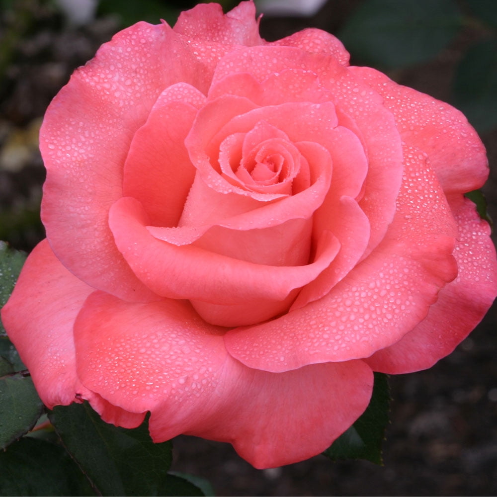 Heirloom Roses - Touch of Class™ Hybrid Tea Rose Plant - Walmart.com