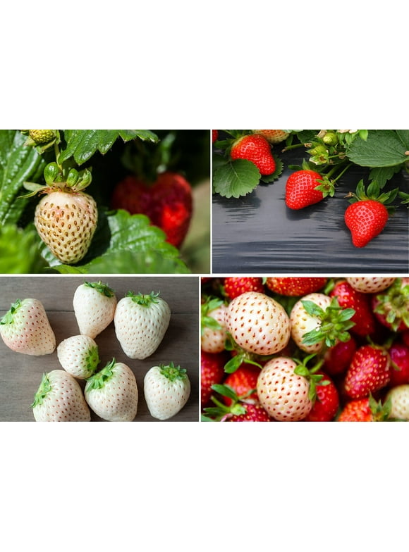 Strawberry Seeds in Seed Gardening - Walmart.com