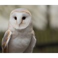 thumbnail image 1 of Hibou d'Hiver - Peinture Diamant DIY, 1 of 6