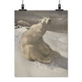 thumbnail image 2 of Print: A Polar Bear Seated On Snow And Another Polar Bear Walking In, 2 of 4