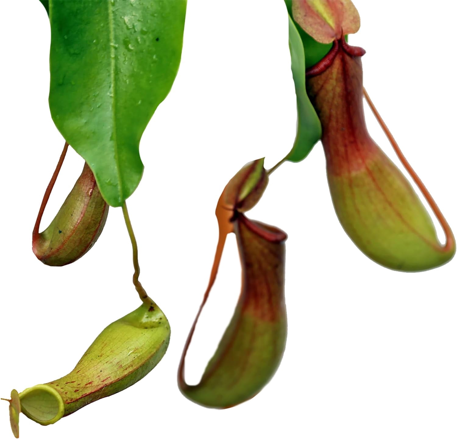 Live Pitcher Plant, Nepenthes Houseplant, Monkey Cup, Unusual Rare Plant, Office Gift, Housewarming Gift, Fully Rooted Indoor Plant, Grandma Gift, Birthday Gift in 6" Hanging Basket