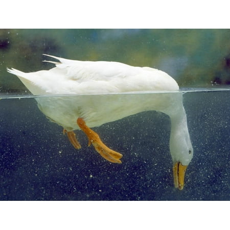 Aylesbury Ducks - Aylesbury Duck Domestic, Above and Below Water Print Wall Art