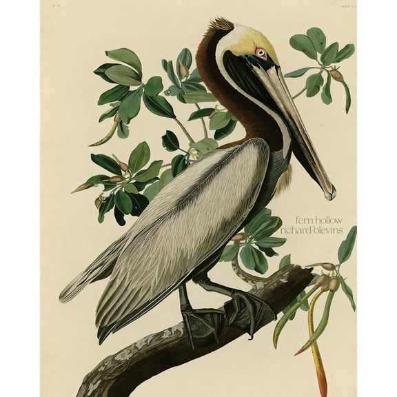 Fern Hollow, (Paperback)