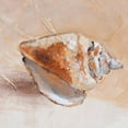 thumbnail image 2 of Loreth, Lanie 15x15 White Modern Wood Framed Museum Art Print Titled - Copper Sea Shell, 2 of 4