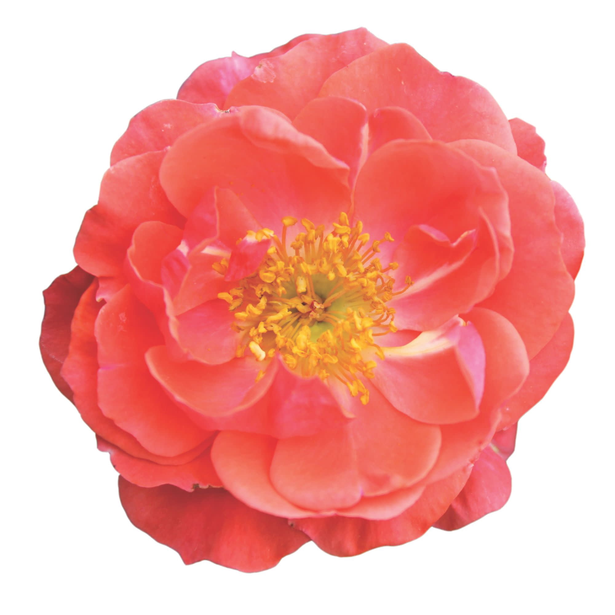 Proven Winners ColorChoice 5" Pink Oso Easy Mango Salsa Rose Live Plant in 4.5" Pot (4 Count)