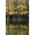 thumbnail image 2 of Jones, Adam 17x24 White Modern Wood Framed Museum Art Print Titled - Bald Cypress tree draped in Spanish moss with fall colors Caddo Lake State Park-Uncertain-Texas, 2 of 4
