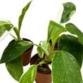 thumbnail image 2 of Philodendron White Wizard 2 inch Set of 3 Rare Variegated Philo Tiny Mini Pixie Plants, 2 of 7