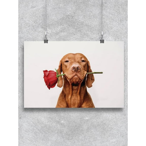 Charming Vizsla Holding Rose Poster -Image by Shutterstock
