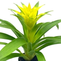 BubbleBlooms Yellow Bromeliad, Nidularium billbergioides, 4 inch Pot