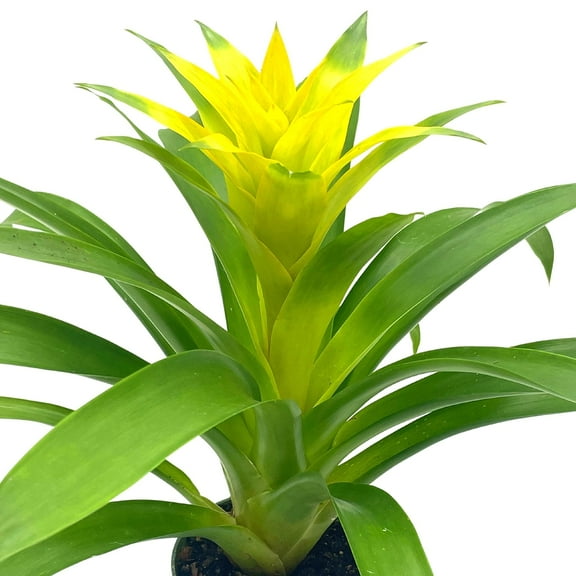 BubbleBlooms Yellow Bromeliad, Nidularium billbergioides, 4 inch Pot