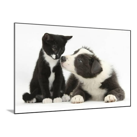 White Water Marks On Wood Blue and White Border Collie Puppy and Black and White Tuxedo Kitten, Tuxie, 11 Weeks Wood Mounted Print Wall Art By Mark Taylor ()