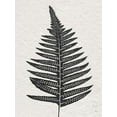 thumbnail image 2 of Jill, Susan 12x14 White Modern Wood Framed Museum Art Print Titled - Forest Fern IV, 2 of 4
