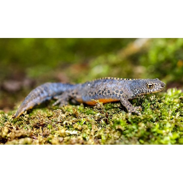 Alpine Newt Amphibians Nature Newt Animal-12 Inch By 18 Inch Laminated