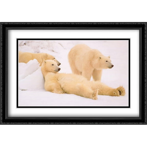 Bad Boys of the Arctic 2x Matted 40x28 Large Black Ornate Framed Art Print by Thomas Mangelsen