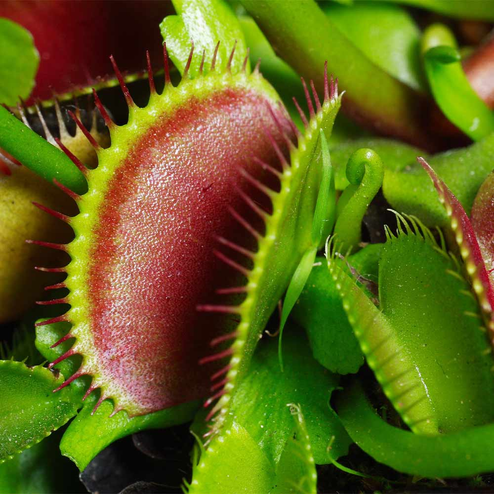 Set 3 Giant Venus Flytraps Live Plants,  Well-Started Fly Trap Plants Terrarium Live in Pot, Dionaea Muscipula
