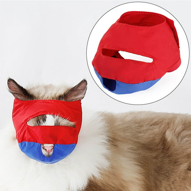 Kitten muzzle 2025