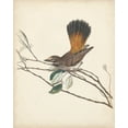 thumbnail image 2 of Vision Studio  20x24 White Modern Wood Framed Museum Art Print Titled - Graceful Birds II, 2 of 4