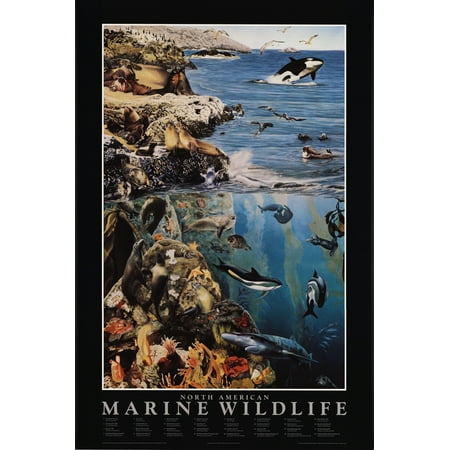 North American Marine Wildlife