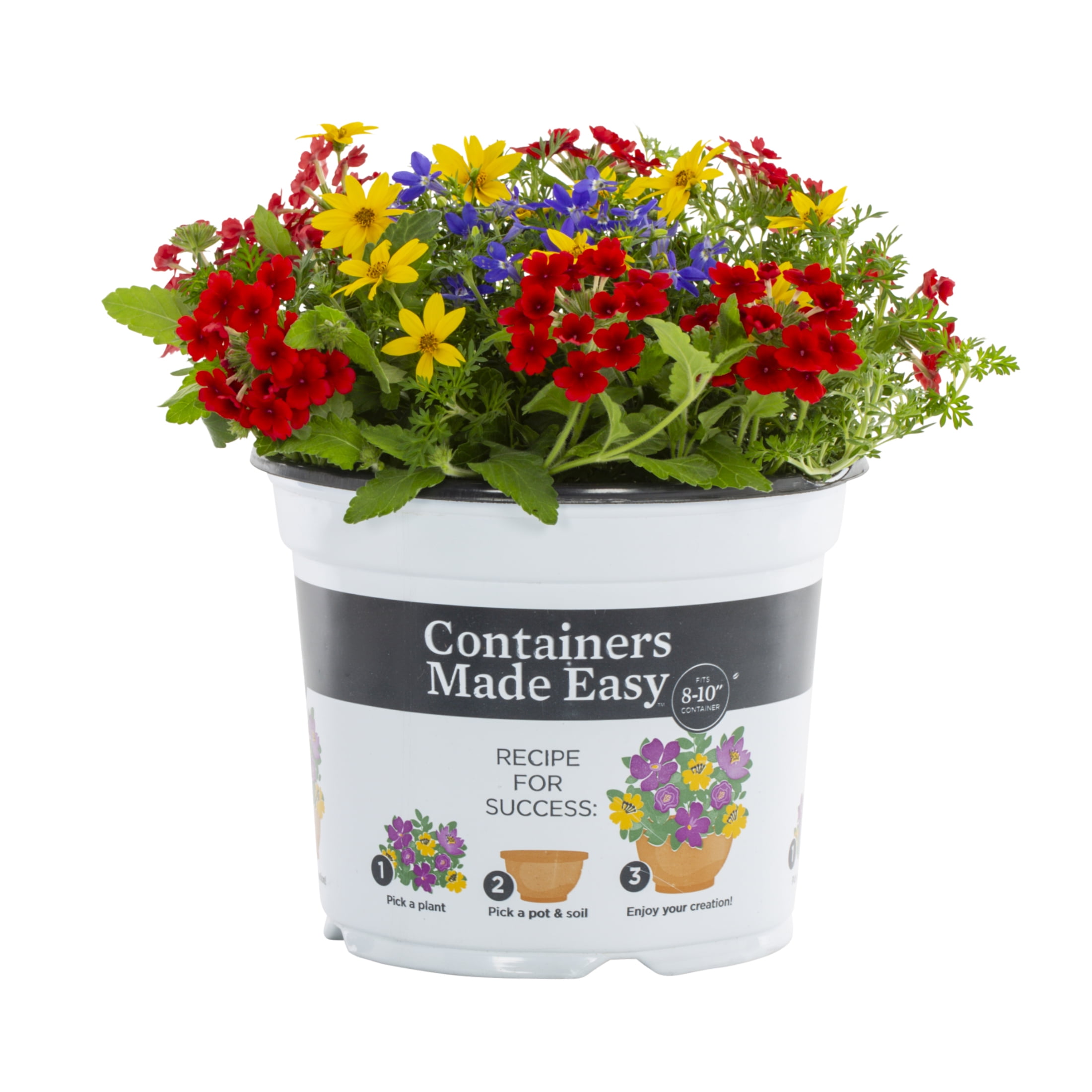 Containers Made Easy 3QT Multicolor Bidens Lobelia Verbena Live Annual Plant Sun 2-Pack