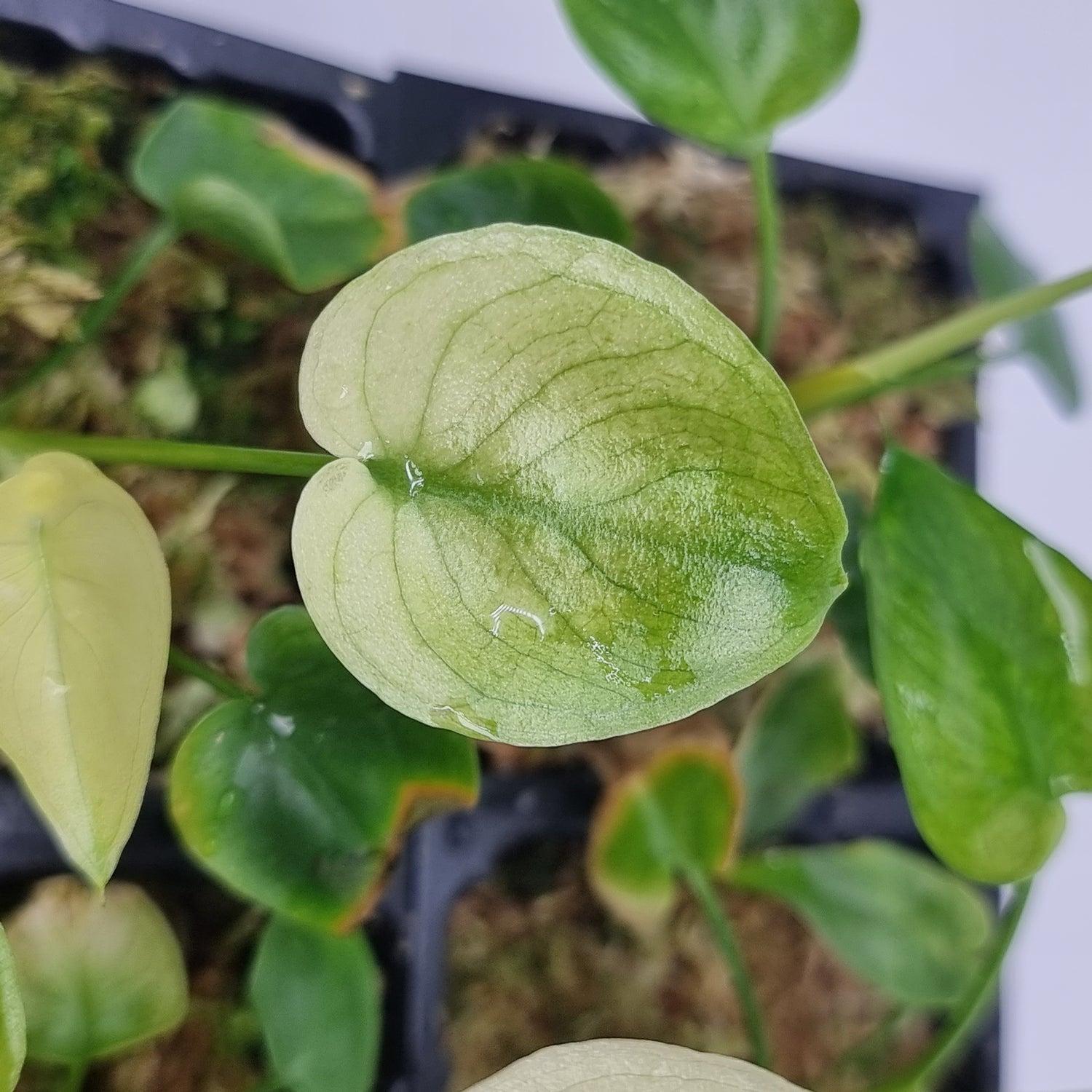RedCrocus Finger Leaf Philodendron- Large Lobed Tropical Indoor Plant, Pet Toxic, High Humidity, Easy Care, Ideal for Gardens & Decor 14" Pot
