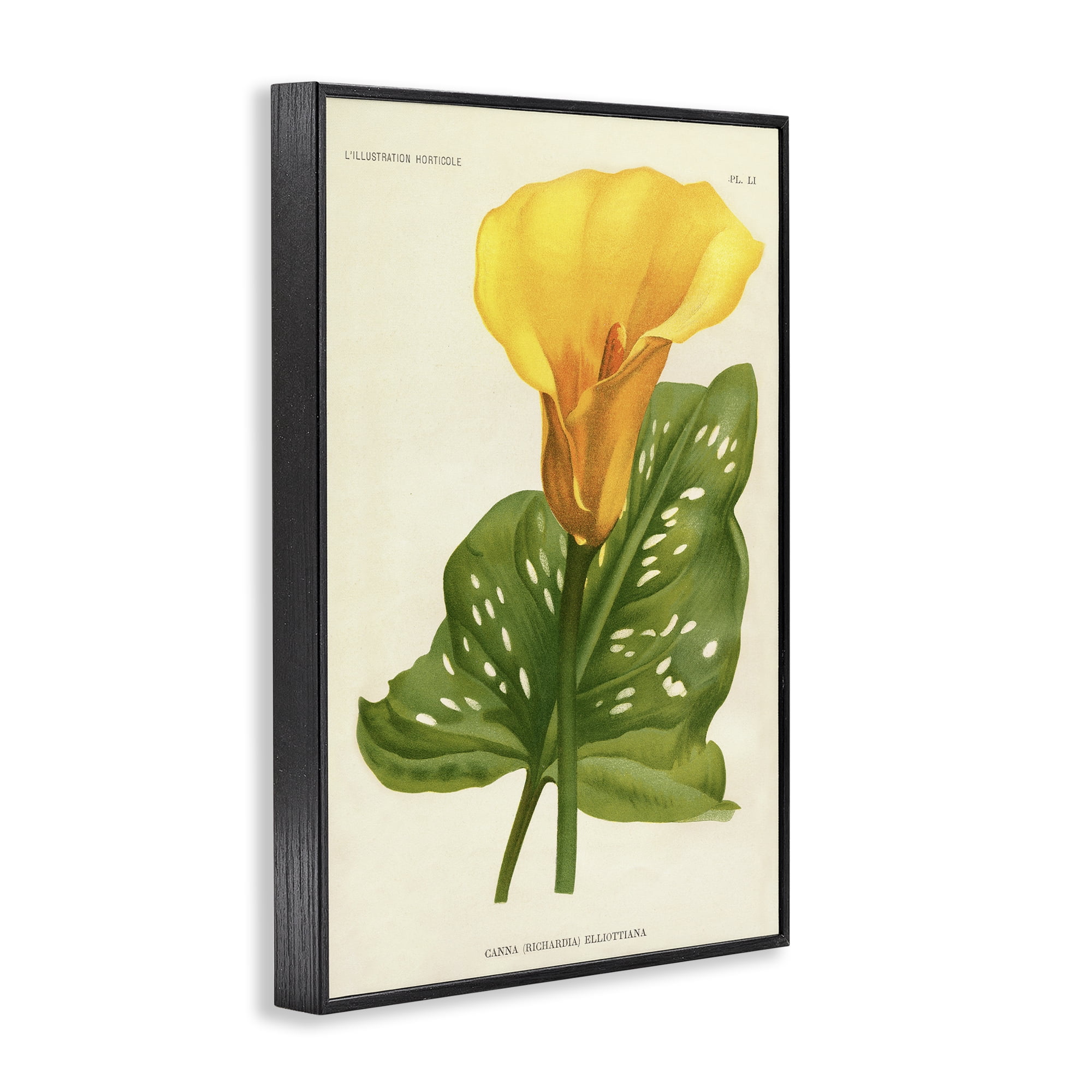 Stupell Industries Yellow Canna Lily Black Framed Giclee Art, design by Print Collection