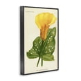 thumbnail image 2 of Stupell Industries French Country Yellow Canna Lily Black Framed Giclee Art, 16 x 24, by Print Collection, 2 of 8