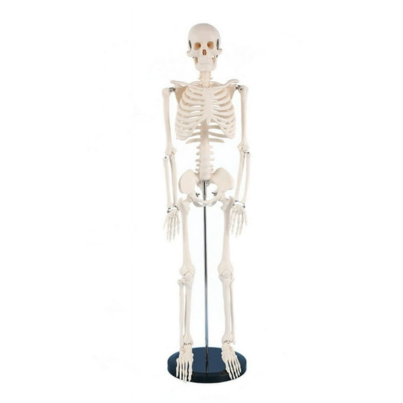 Milue Anatomical Human Skeleton Model 1/2 Life Size for Hospital Medical Lecture Use
