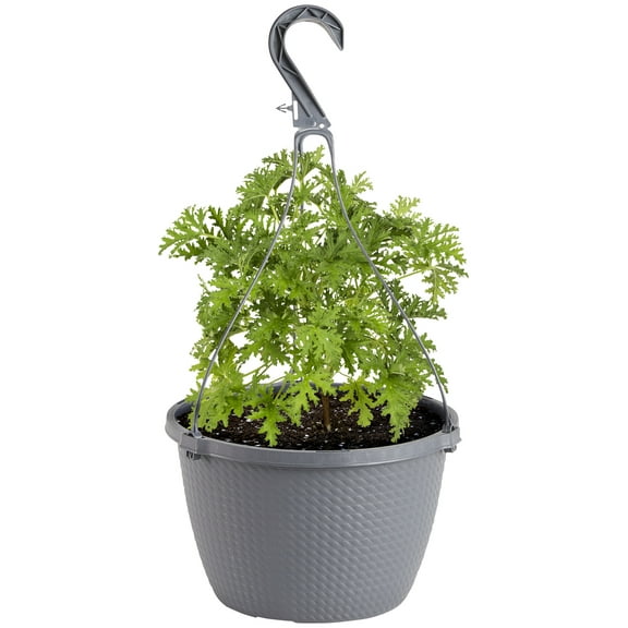 Bonnie Plants 36 in Citronella Live Plant in 10 in Basket, Citrus Scented Leaves